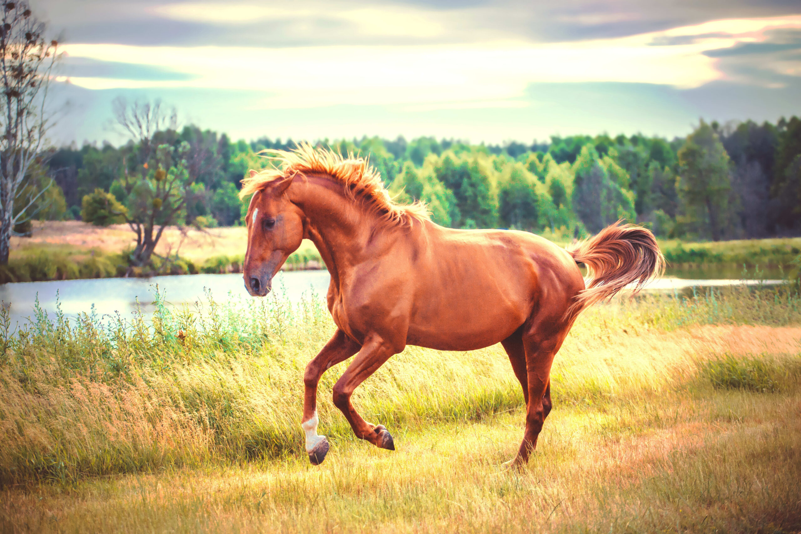 Equine Science: Unlocking the Knowledge Behind Horse Care, Management, and Industry Careers