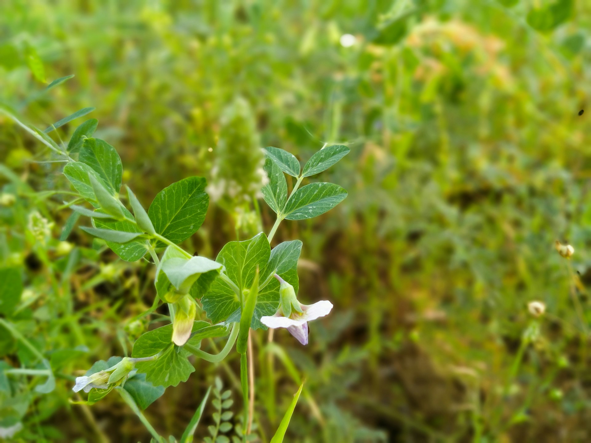 Harnessing Adaptogenic Herbs for Natural Hormonal Balance: Science, Strategies, and Practical Guidance