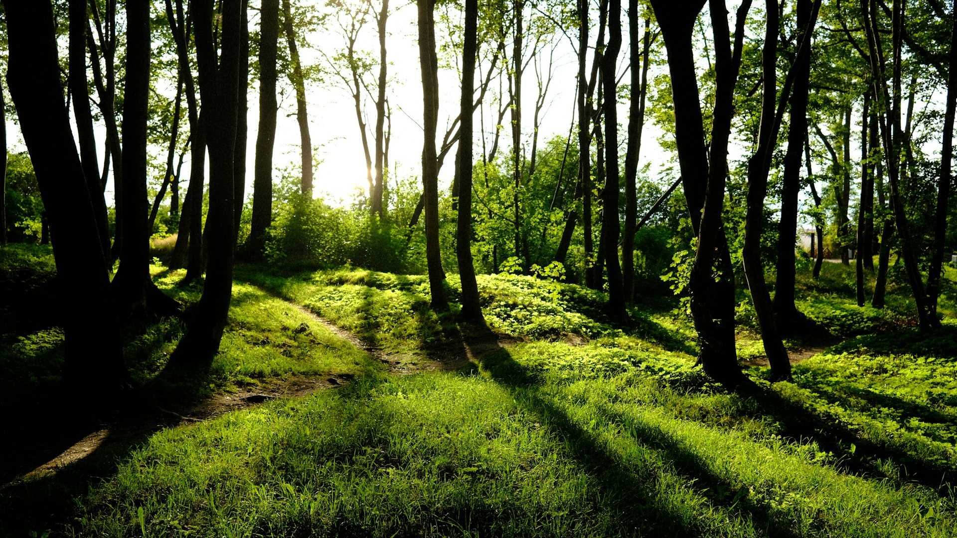 Unlocking the Power of Nature Exposure for Daily Wellbeing: Actionable Strategies and Proven Benefits